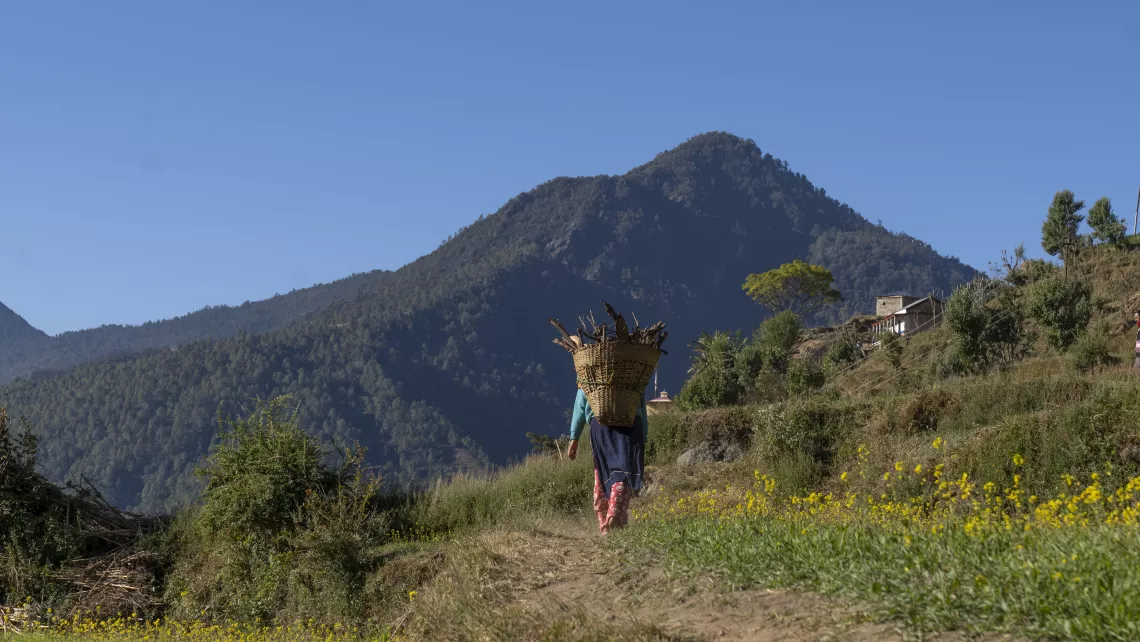 A young girl carries a small basket of firewood home in Kalikot District in western Nepal