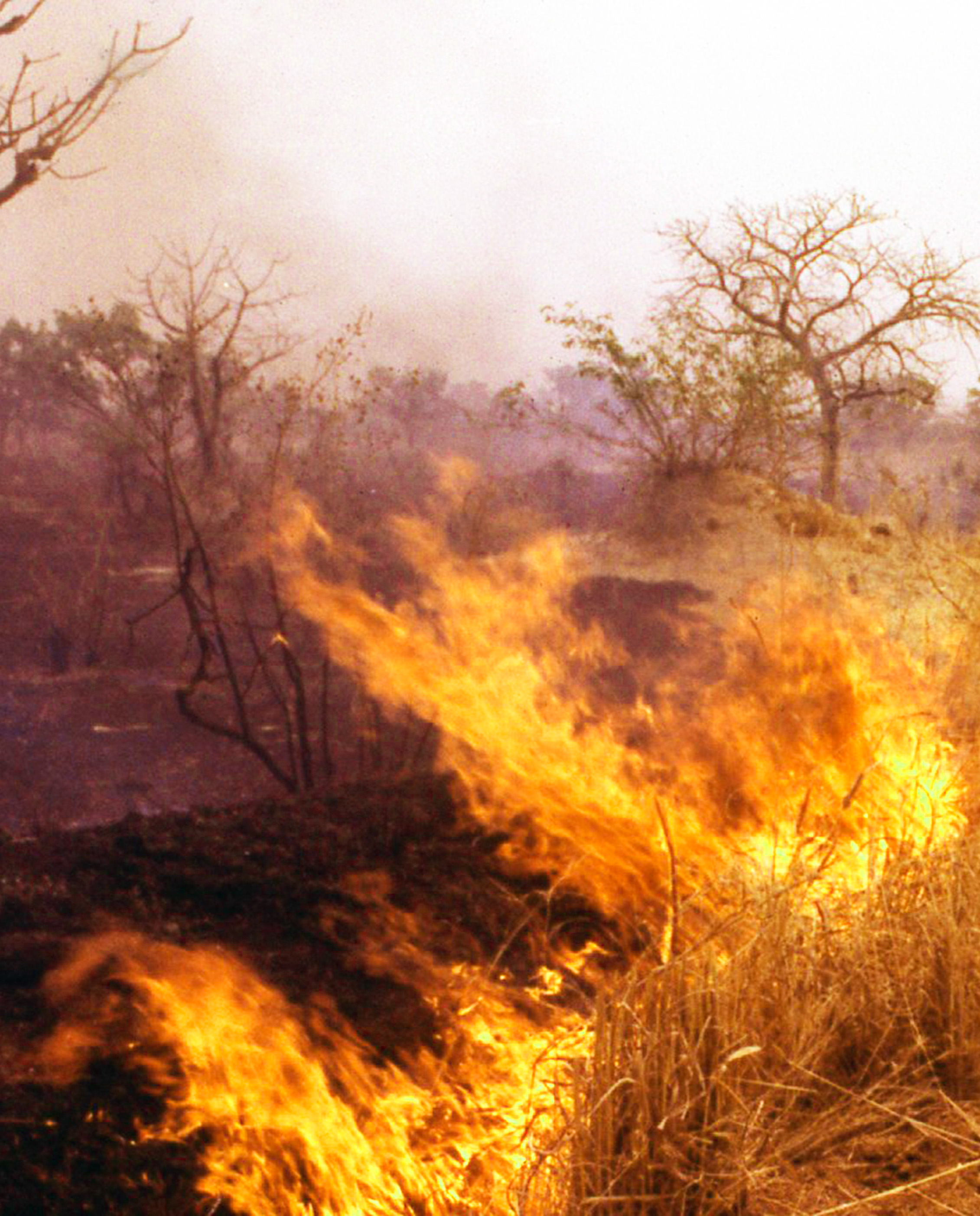 During the dry season, wildfires burn in the savanna of Burkina Faso. 