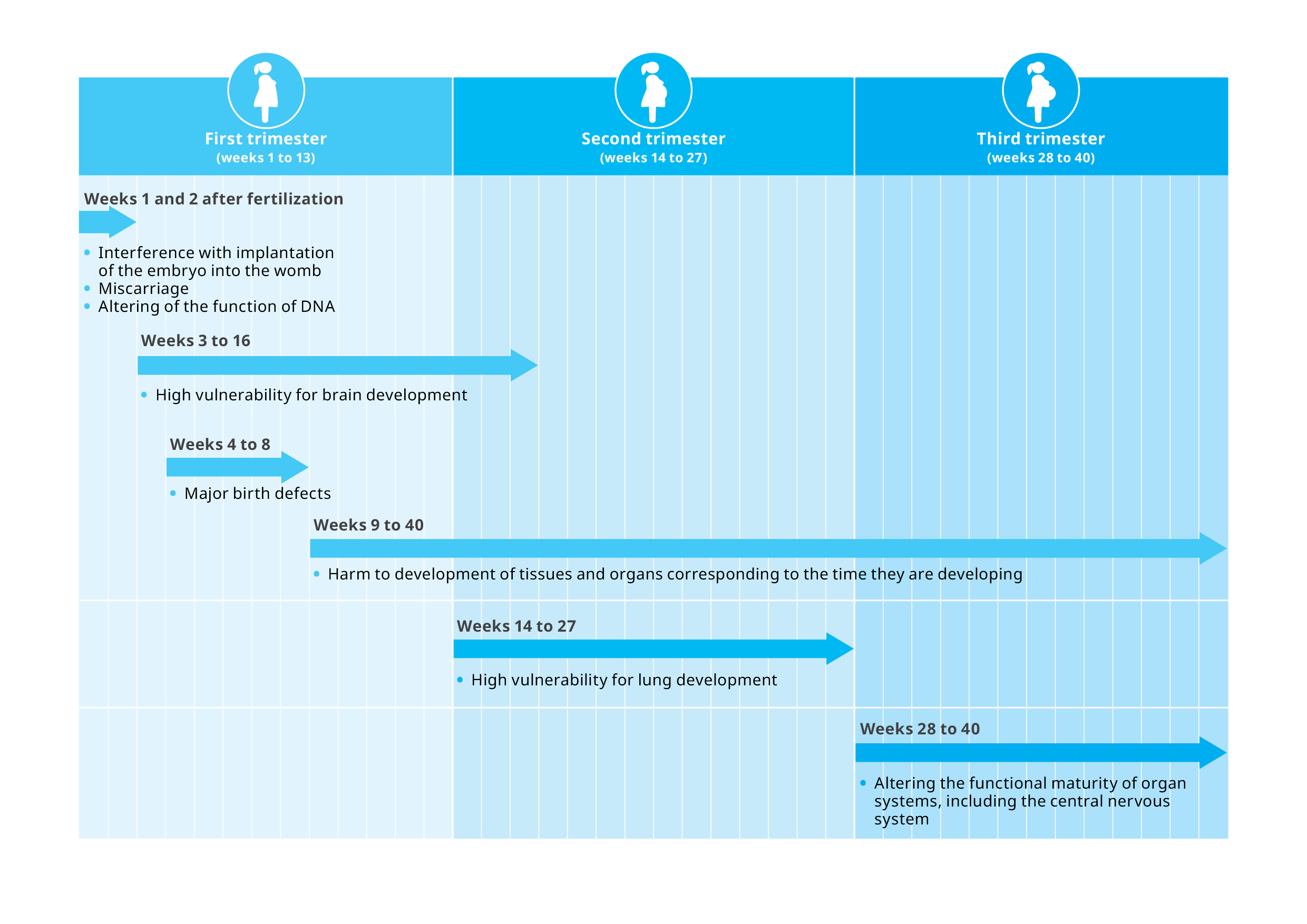 Timeline of health impacts from exposure to environmental hazards during trimesters